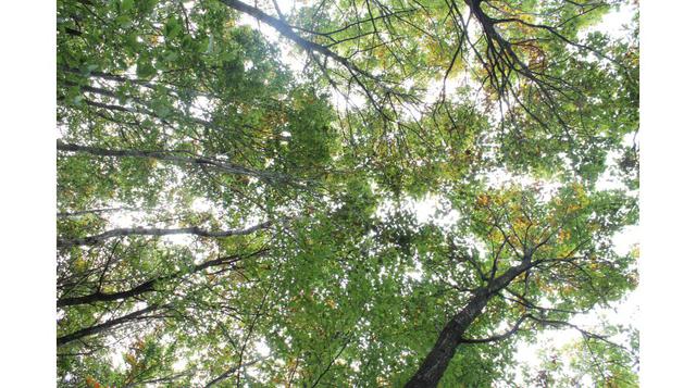 En Francia existen 16 mlls. de hectáreas de bosque. El gobierno destina unos 900 mlls. de euros en su conservación (US$ 1,148 mlls.). Esto ayuda a disminuir la contaminación.