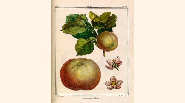 Tratado de los árboles frutales. Escrito por Henri Louis Duhamel du Monceau alrededor de 1750, contiene las descripciones de 16 diferentes especies de árboles de frutas. Duhamel fue una figura relevante como ingeniero, botánico y químico durante el siglo 
