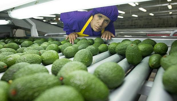 Perú es el segundo exportador mundial de palta. (Foto: GEC)