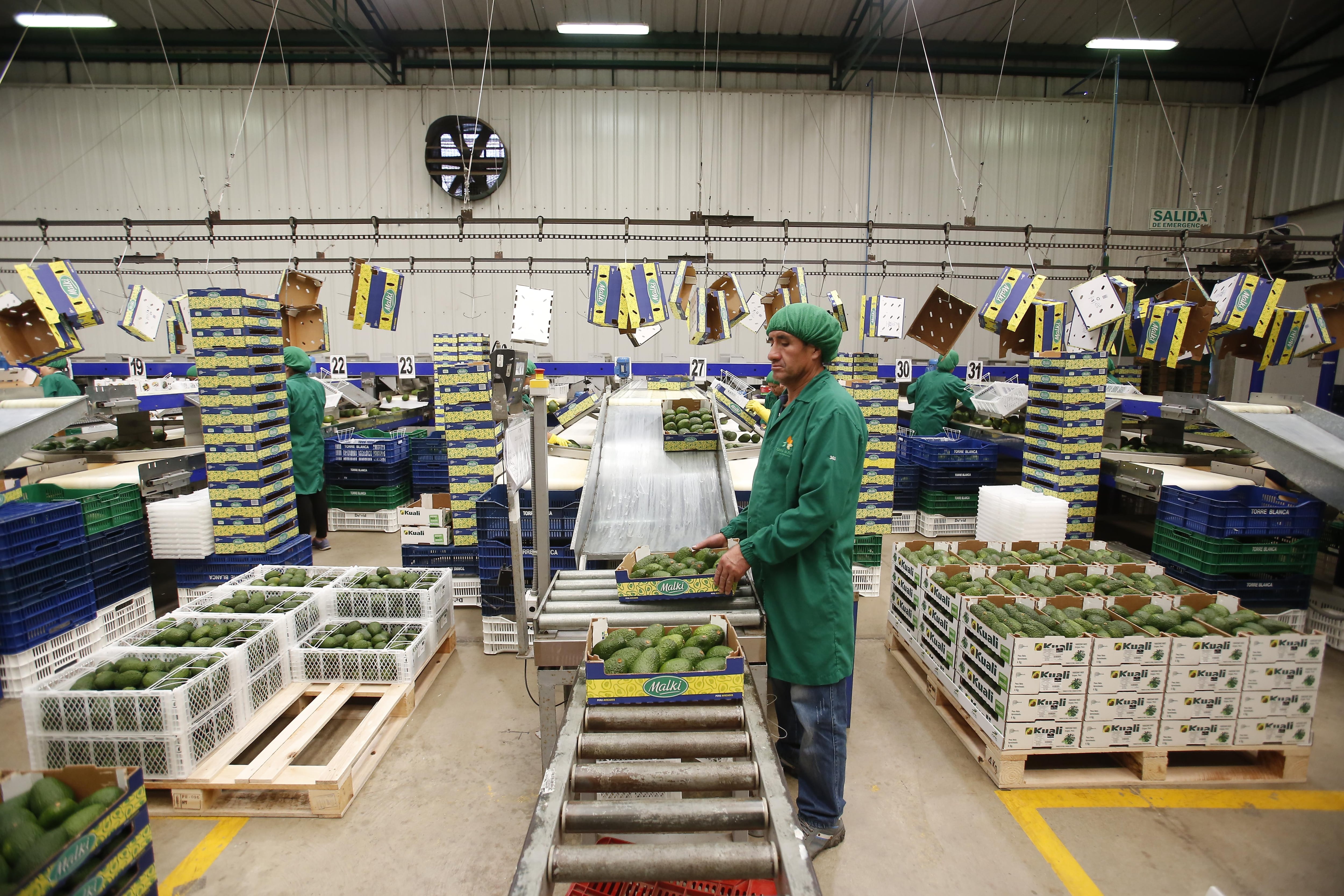 En el caso de la palta, Perú exportó el fruto por US$ 116 millones en marzo (un crecimiento de 225%). (Foto: GEC)