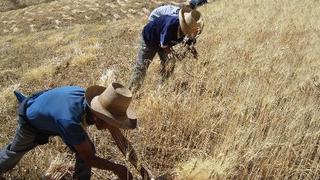 Minagri aprueba reglamento del Sistema Nacional de Plaguicidas de Uso Agrícola