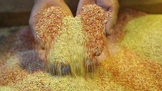 Primera planta procesadora de granos andinos industrializará 600 toneladas de quinua al mes