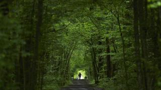 ¿Cómo los “baños forestales” pueden reducir el estrés y mejorar la salud?