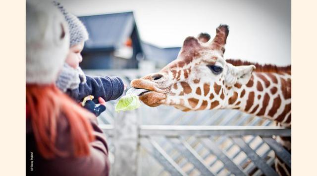 Colchester Zoo,  Colchester, Reino Unido. “Bonito zoologico”