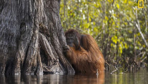 Si las condiciones actuales persisten, los fabricantes de productos al consumidor pueden pasarse a grasas alternativas, con fotos de orangutanes en las etiquetas como una manera gratuita de teñirse de verde.