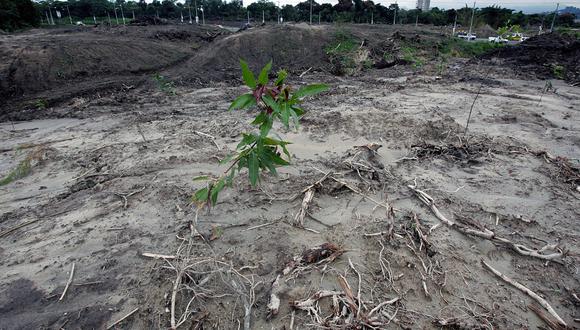 Un árbol recién plantado crece en medio de un área deforestada por el Ministerio de Obras Publicas para la construcción de una autopista que atraviesa la reserva ecológica "Finca El Espino", en San Salvador. (Foto: YURI CORTEZ / AFP)