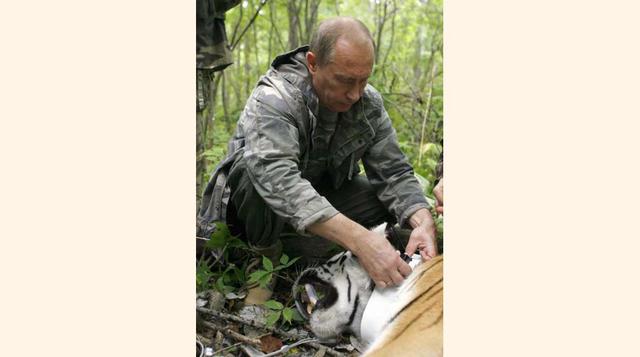 FOTO 6 | En agosto del 2008, Putin visitó la reserva forestal de Ussuriysky, donde colocó un transmisor de satélite Argos a un tigre.
