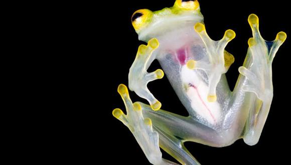 Imagen referencia | Descubren una nueva especie de rana de cristal en Ecuador. Fuente: EFE