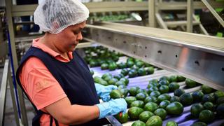 Estadounidenses claman por aguacates mexicanos ante amenazas de Trump de cerrar frontera