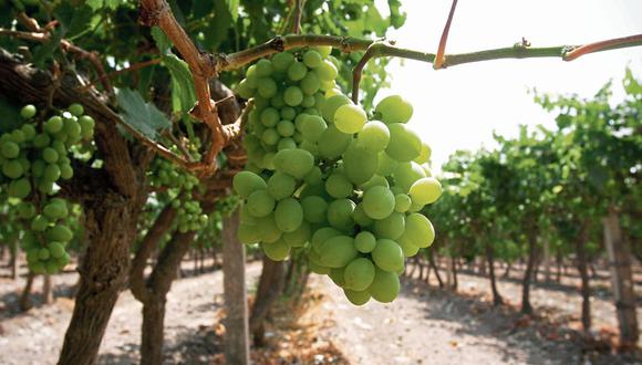 Las uvas sin pepa pueden ser verdes, rojas o negras (foto: GEC).