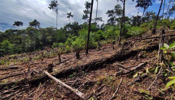 Deforestación: Cambios a Ley Forestal siguen causando polémica