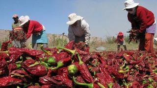 Pleno debate mañana alza de ingresos en sector agrario a S/ 45.4 al día con CTS y gratificación