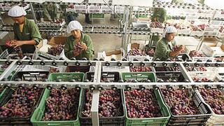 Las uvas y mangos inician campaña de exportación con buen pie