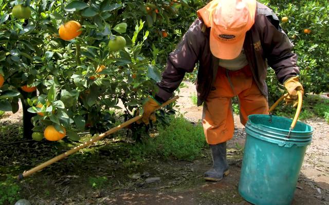 Foto 2 | (Foto: Senasa)