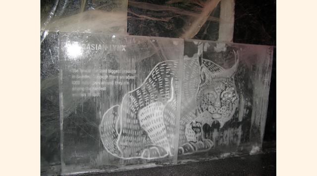 Se dice que el lince es uno de los animales más difíciles de avistar en zonas boscosas. Pero no en el Ice Bar de Estocolmo. (Foto: Gestión)