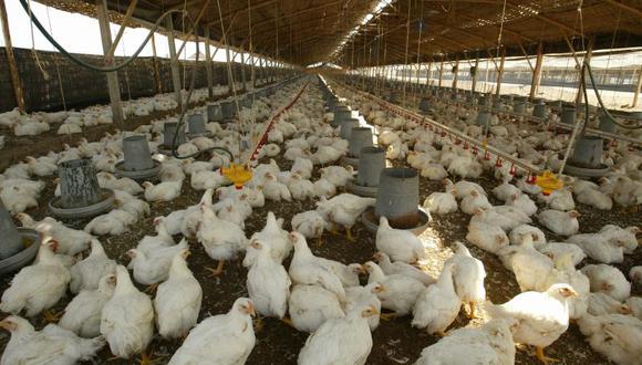 La influenza aviar es una enfermedad de aves, el contagio de humano a humano no se da.