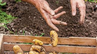 Cae producción de alimentos orgánicos por alza de precios de insumos para control de plagas