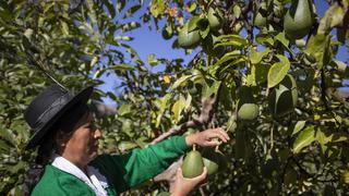 Clima de La Niña ya afecta a cultivos de alto consumo nacional