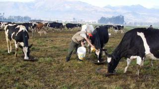 Minagri: Se sembrará 150 mil hectáreas de pastos para la ganadería