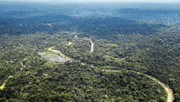 El Gobierno busca potenciar el sector forestal. (Foto: GEC)