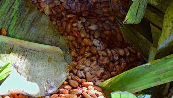 Entre el 2010 y 2020, la producción de cacao en grano en Perú registró una tasa de crecimiento de 12.6% anual, según datos oficiales.