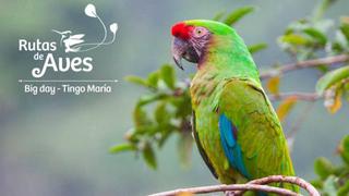 Pon a prueba tus conocimientos sobre aves y participa en el Big Day Tingo María