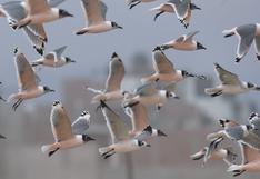 Cómo impactan la luz artificial en las aves migratorias