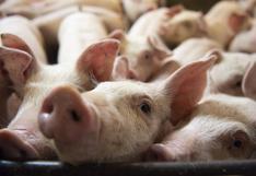 Productores pierden hasta 10 kilos de carne por cada cerdo debido a falta de soya