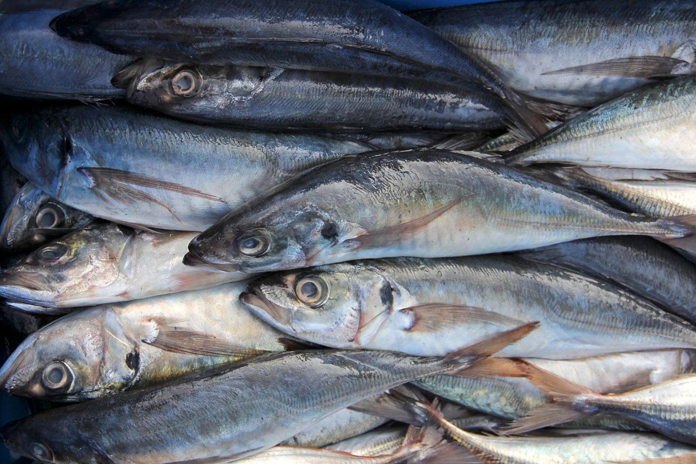 De acuerdo con la resolución ministerial Nº 386-2019-PRODUCE, la cuota de jurel se amplió a 138,000 toneladas para el presente año. (Foto: Produce)