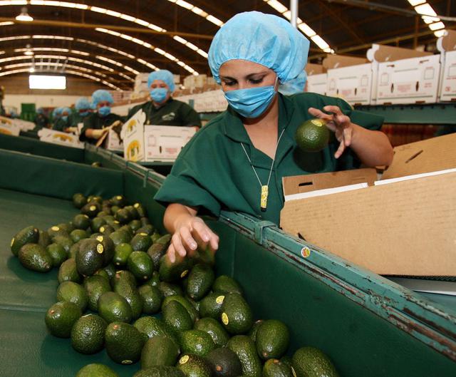 Palta. (Foto: USI)
