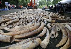 ONU destaca una caída en el tráfico del marfil de elefante y del cuerno de rinoceronte