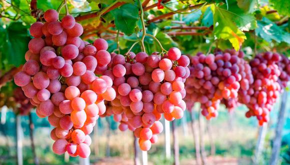 Perú es el tercer país exportador de uvas de mesa. (Foto: Mincetur)