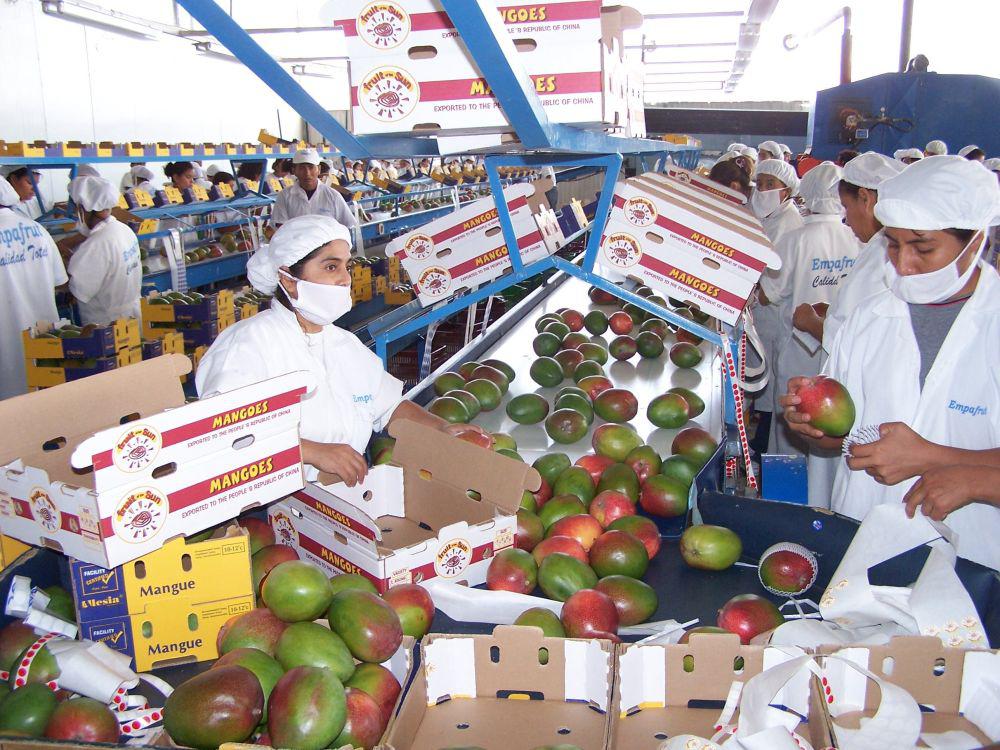 Agroexportación. (Foto: USI)