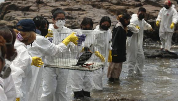 Una ave rescatada tras el derrame de petróleo en Perú es atendida por personal del Servicio Nacional Forestal y de Fauna Silvestre. (Alessandro Currarino / @photo.gec)