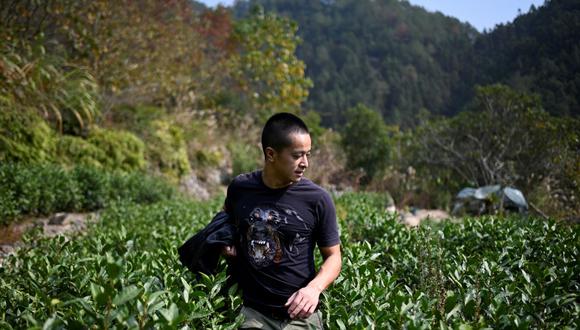 El agricultor chino Ma Gongzuo revisando su jardín de té en el condado de Songyang en la provincia de Zhejiang (Foto: AFP)