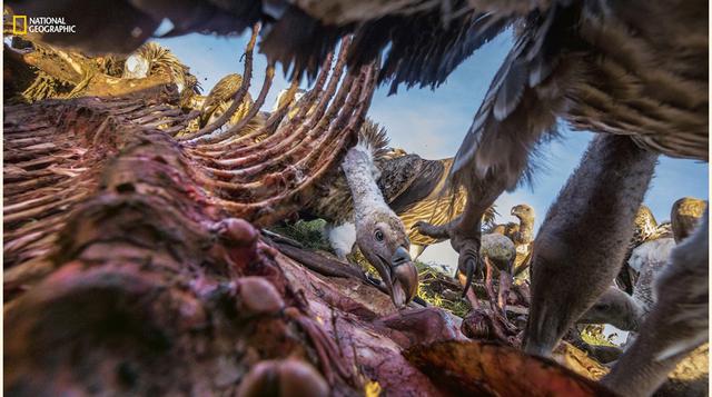 Alimentando al buitre. (Foto: Charlie Hamilton James / National Geographic)