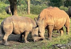 Collares con IA para proteger a los rinocerontes en Sudáfrica
