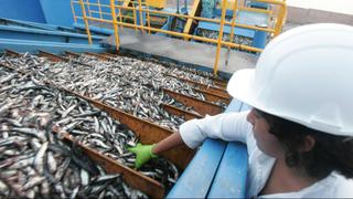 Produce suspende pesca de anchoveta por 15 días en cuatro áreas del mar peruano