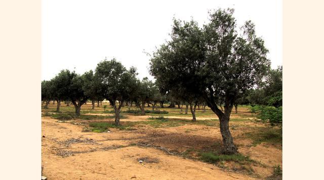 Angola: Ubicado al sur de África, recién consiguió su independencia de Portugal en 1975, sin embargo una penosa guerra civil se prolongó desde ese año hasta el 2005. La paz ha sido muy difícil, y aunque ahora los ánimos son mucho más apacibles, en el luga