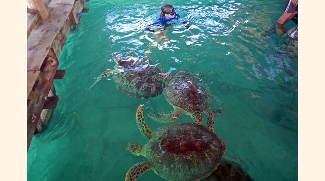 8. Green Camp (Bali).(foto:traveler).