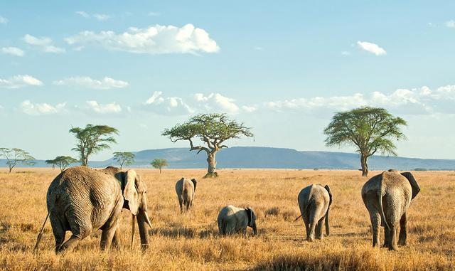 FOTO 1 | Experimente un safari en Gambia, Kenia y Tanzania en África. (Foto: Flightnetwork)