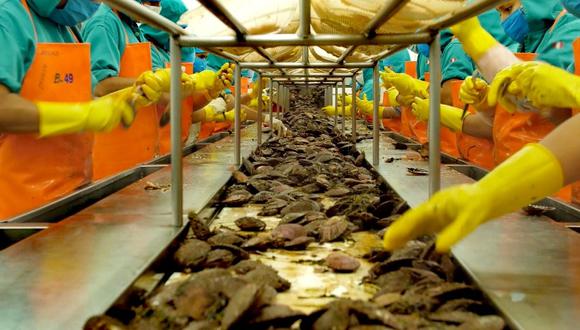 Produce: Industria de moluscos bivalvos podría generar 12 mil empleos.   (Foto: GEC)