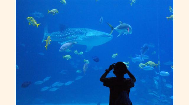 Georgia Aquarium, Atlanta, Georgia. “Maravilloso”