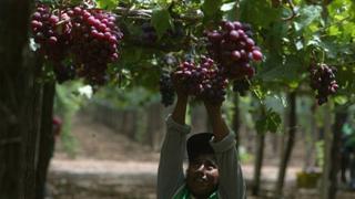 Uvas peruanas ya se reciben en el puerto de Miami