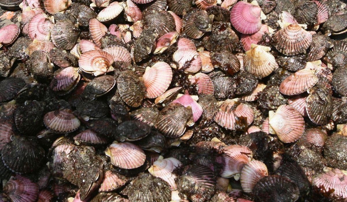 Conchas de abanico. (Foto: GEC)