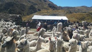 Midagri invertirá más de S/ 32 millones para mejorar calidad genética de alpacas