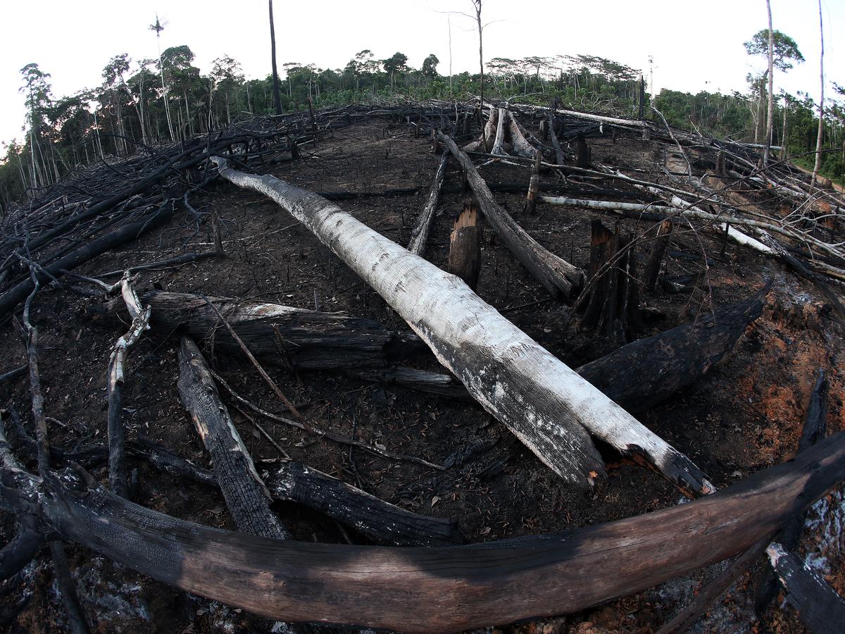 Emisiones de CO2 en el mundo aumentan por tala de árboles en Brasil,  Colombia y Perú | MUNDO | GESTIÓN