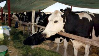 Ganaderos exigen cambiar nombre de leche "evaporada" por "modificada" y sin la vaquita