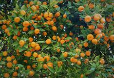 EVAM inicia expansión de variedad de mandarina US Early Pride en Perú y Chile