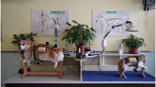 FOTO 9 | Dos perros recibiendo el tratamiento en el Shanghai TCM.